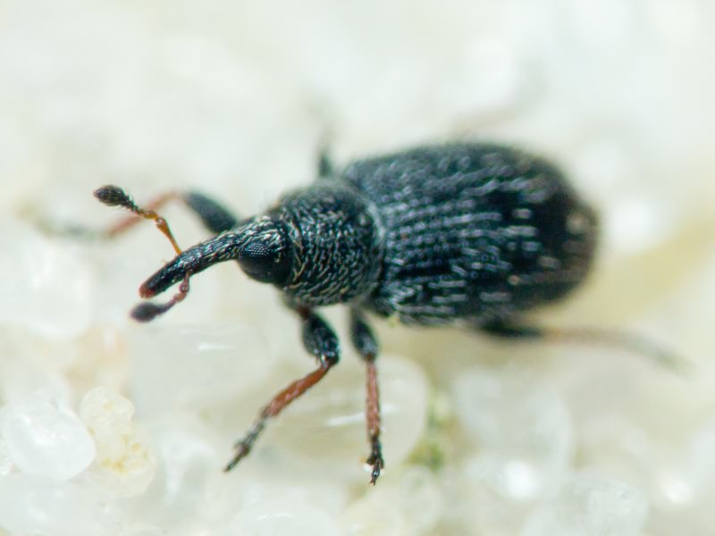 Gymnetron Schönherr, 1825